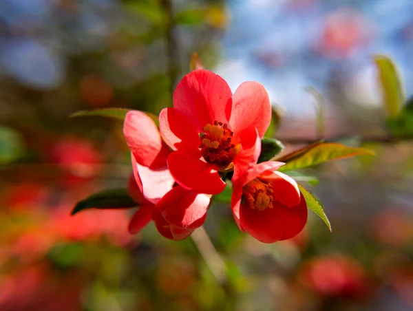 日本のお花 天気の良い日に春に小さな赤い花を咲かせます — ストック写真