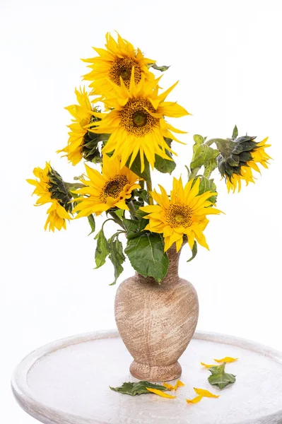 Hermosos Girasoles Jarrón Sobre Mesa Sobre Fondo Blanco —  Fotos de Stock