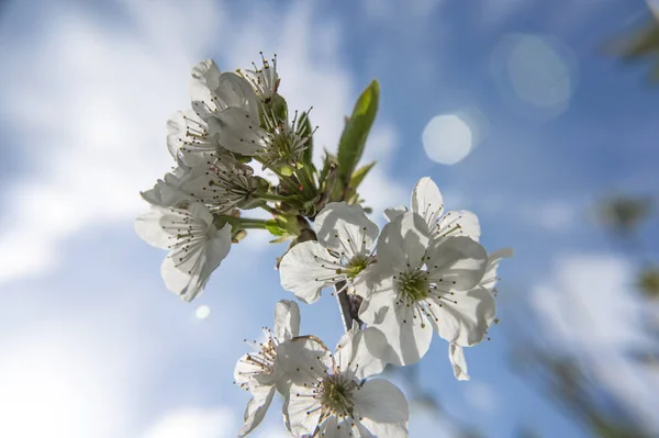 Branches Blossoming Cherry Tree Springtime — Stock Photo, Image