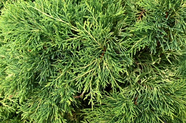 Groene Schurk Close Foto Thuja Achtergrond Textuur — Stockfoto