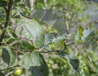 Yakın plan bir elma ağacının yapraklarında kabuk var. Yazın elma bahçesinde hastalıklar