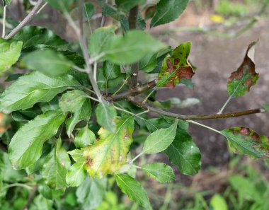 Yeşil yapraklı elma ağacı dalı mantar hastalığından paslanmış. Yazın paslanmış bir elma ağacının dalı.