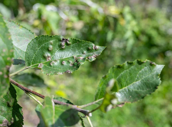 Scab Leaves Apple Tree Close Diseases Apple Orchard Summer — Stock Photo, Image