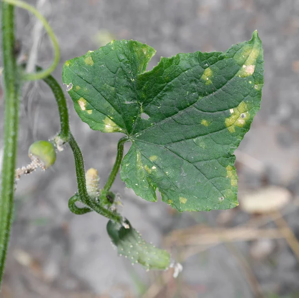 Cucumber Leaves Late Blight Disease Garden Close — Stock Photo, Image