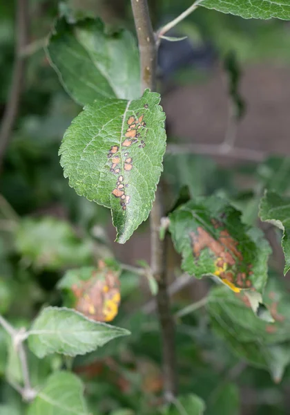 Apple Tree Branch Green Leaves Affected Fungal Disease Rust Branch — Stock Photo, Image