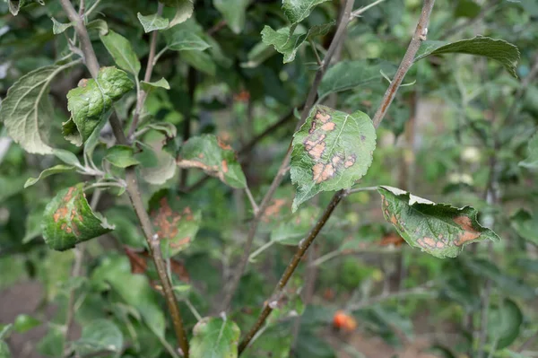 Appelboom Tak Met Groene Bladeren Getroffen Door Een Schimmelziekte Roest — Stockfoto