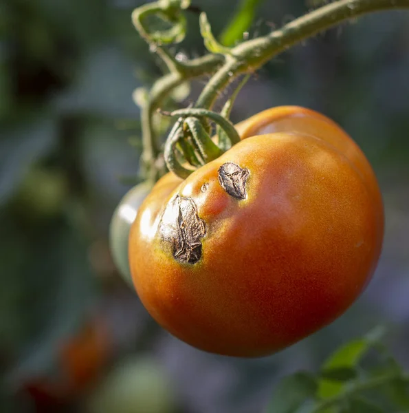 Sick Tomatoes Garden Vegetables Infected Late Blight — Stock Photo, Image