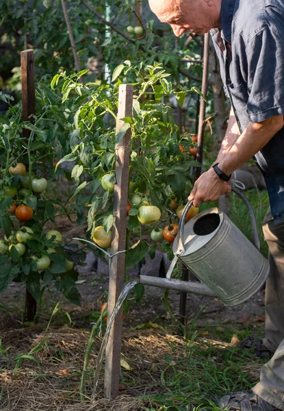 Agricoltura Giardinaggio Agricoltura Concetto Uomo Con Annaffiatoio Giardino — Foto Stock
