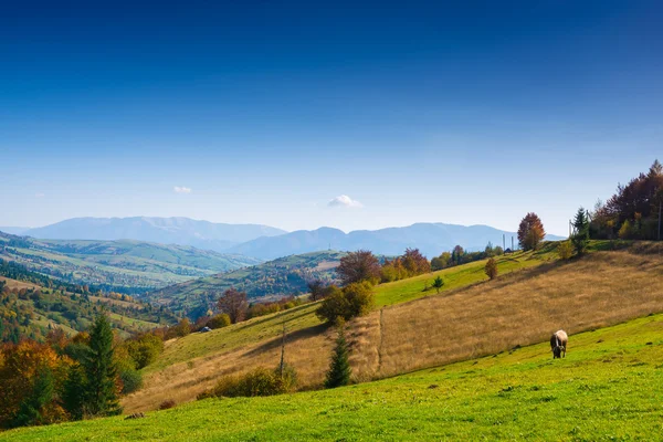 Paisaje otoñal en las montañas Cárpatas — Foto de Stock