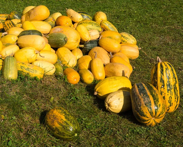 Piile of  pumpkins — Stock Photo, Image
