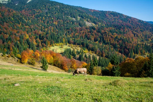 Paisaje otoñal — Foto de Stock