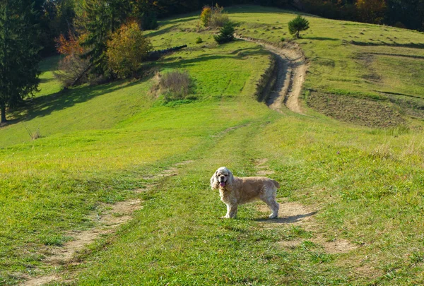 American Cocker Spaniel — Stock Photo, Image