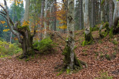 geç sonbahar manzarası 