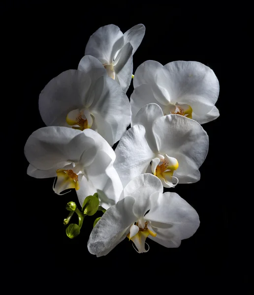 Λευκό όμορφη ορχιδέα — Φωτογραφία Αρχείου