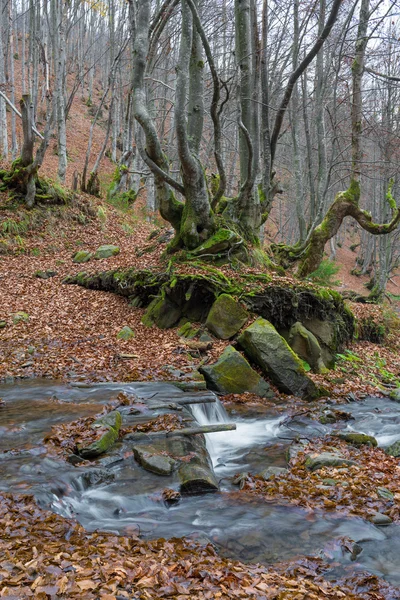 Dağ nehri — Stok fotoğraf