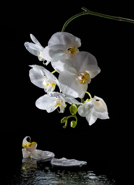 Phalaenopsis. Biała orchidea — Zdjęcie stockowe