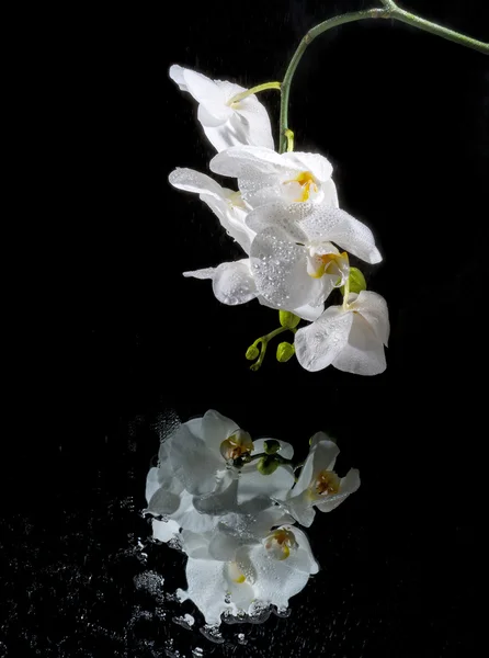 White beautiful orchi — Stock Photo, Image