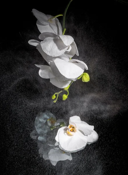黑色背景的白色兰花 — 图库照片