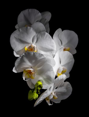  Beyaz güzel orkide