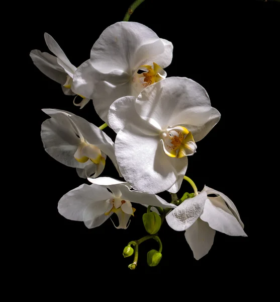 Mooie witte orchidee — Stockfoto