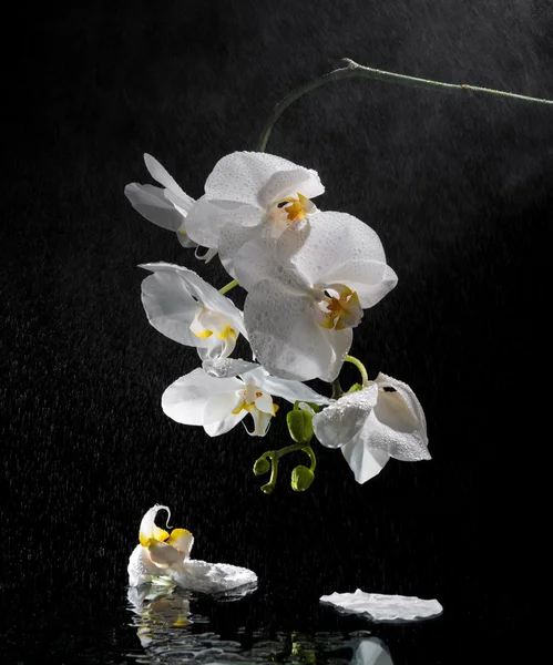 Fehér gyönyörű orchidea — Stock Fotó