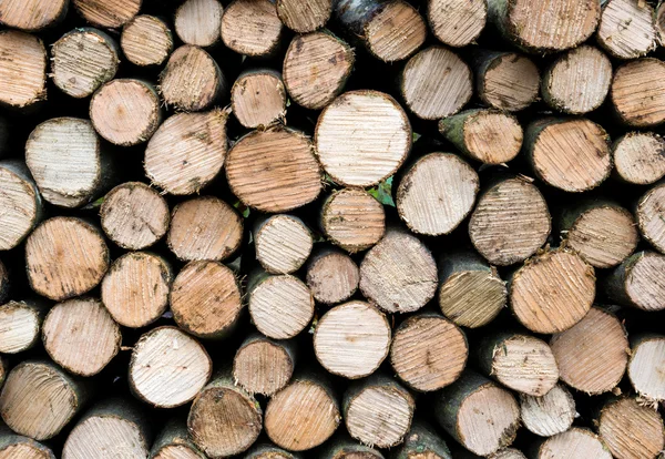 Hromada čerstvého dřeva klád — Stock fotografie