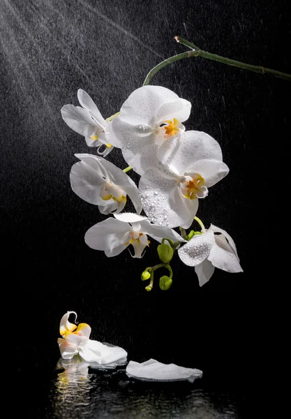 Orquídea hermosa blanca —  Fotos de Stock