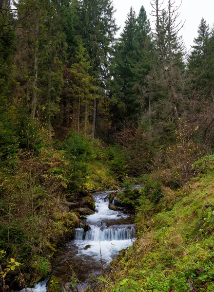 Forest stream — Stock Photo, Image