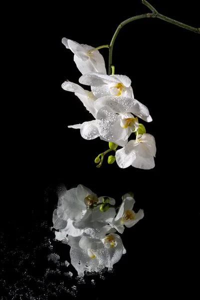 White beautiful orchid — Stock Photo, Image