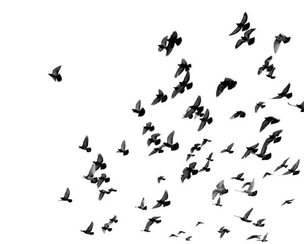 Silhouetten van duiven — Stockfoto