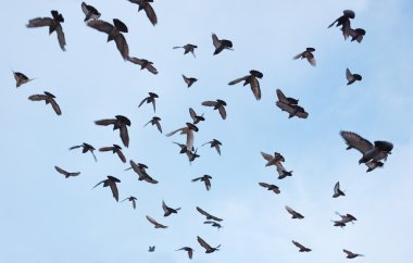 Güvercin Silhouettes