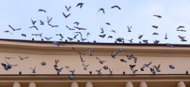 Güvercin Silhouettes