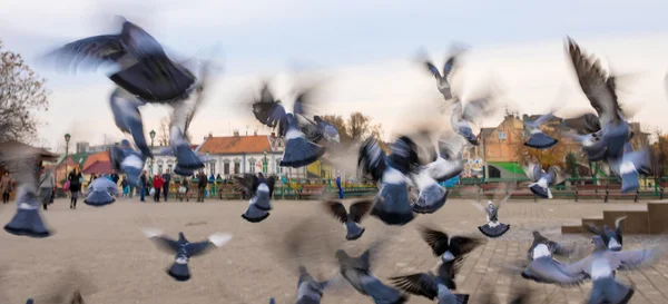 Pigeons — Photo