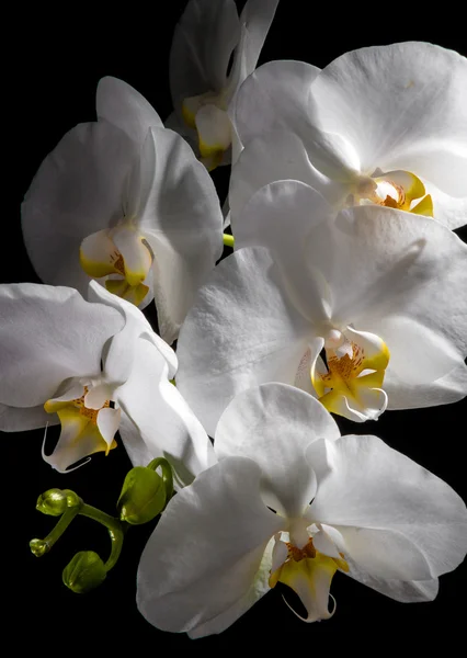 Mooie witte orchidee — Stockfoto