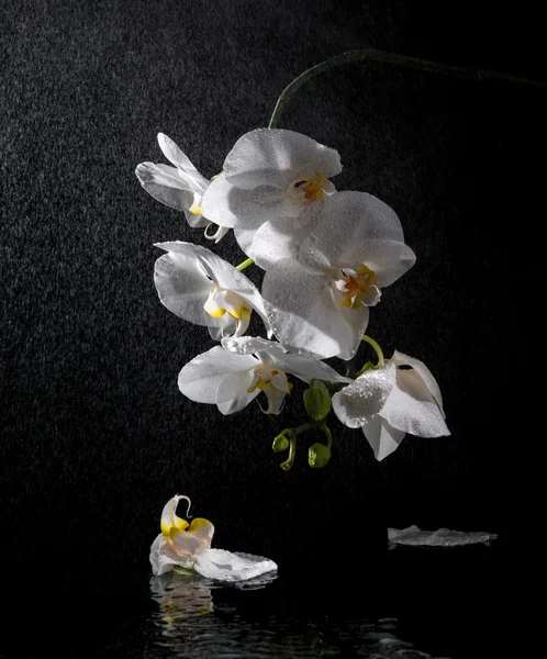 白色美丽兰花 — 图库照片