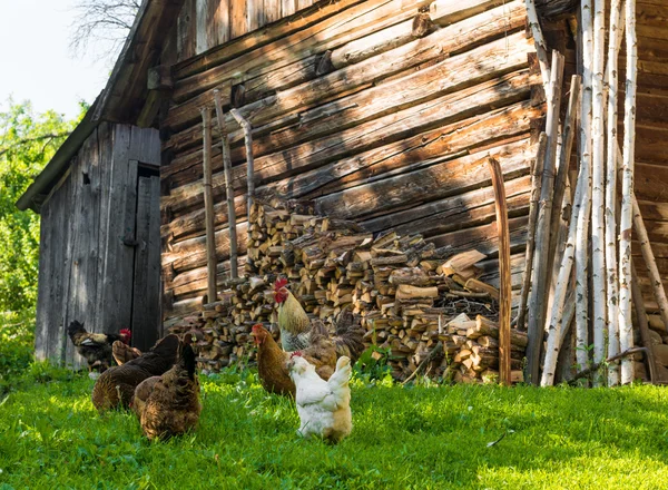 鶏を食べる — ストック写真