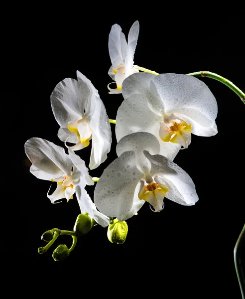 Mooie witte orchidee — Stockfoto