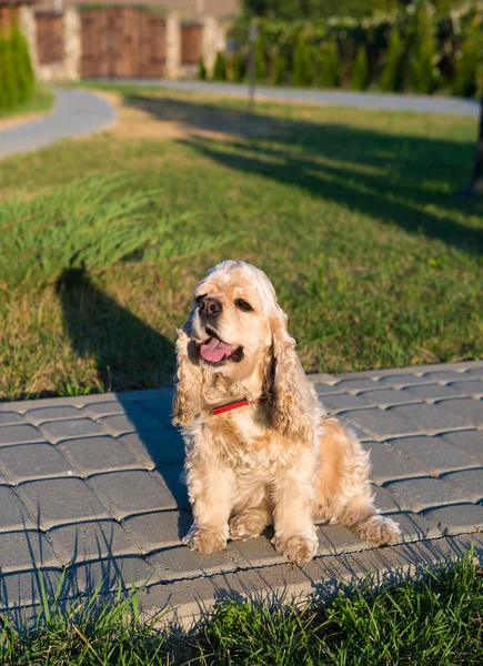 Amerykański Cocker Spaniel — Zdjęcie stockowe