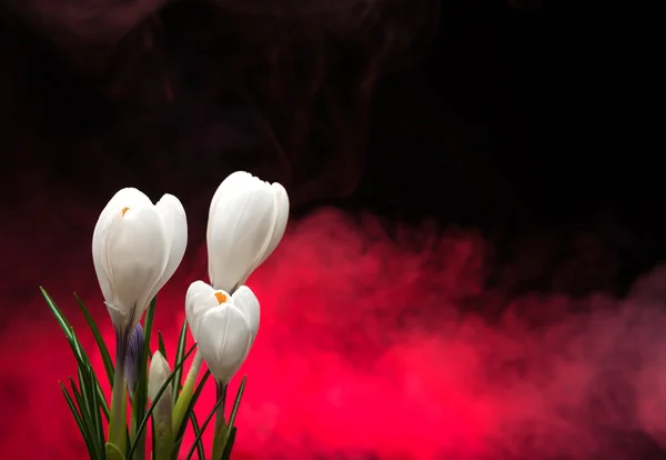 Crocus tavaszi virágok — Stock Fotó