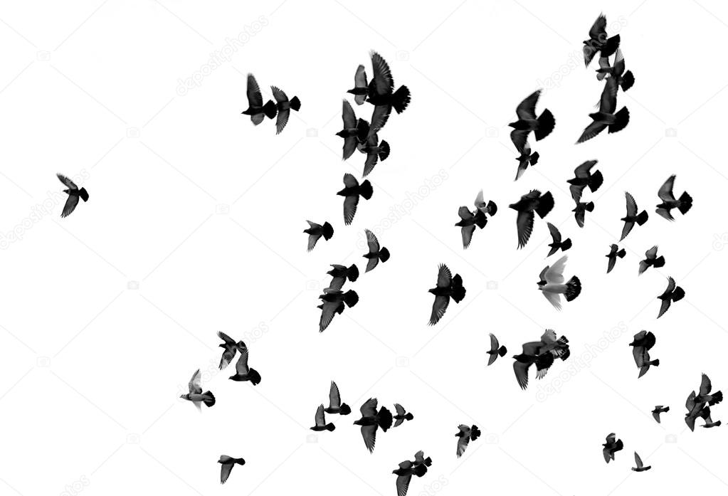 Silhouettes of pigeons
