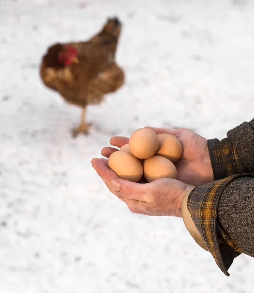 Farmář hospodářství BIO vejce — Stock fotografie