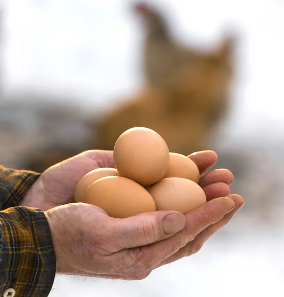 Γεωργός εκμετάλλευση βιολογικά αυγά — Φωτογραφία Αρχείου
