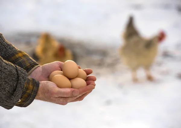 Agricultor que posee huevos ecológicos —  Fotos de Stock