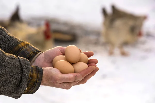 Agricultor que posee huevos ecológicos — Foto de Stock