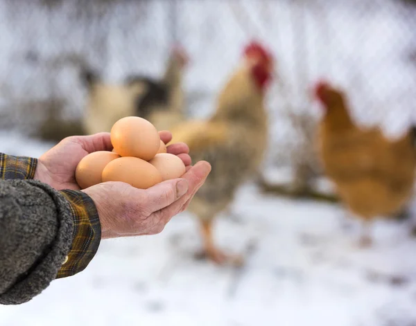 Agricultor que posee huevos ecológicos —  Fotos de Stock