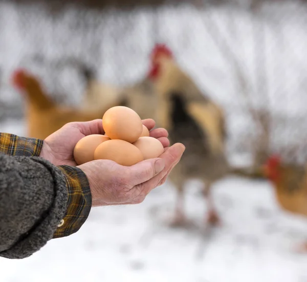Farmer holding  organic eggs — Stock Photo, Image
