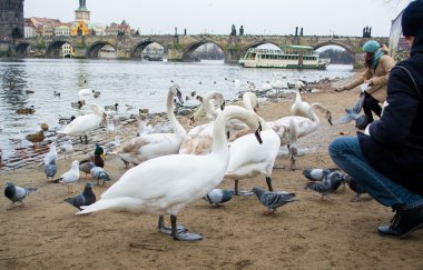 İnsanlar kuğular üzerinde Vltava Nehri Prag, Çek Cumhuriyeti için besleme