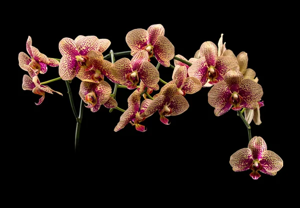 Mooie orchideebloem — Stockfoto