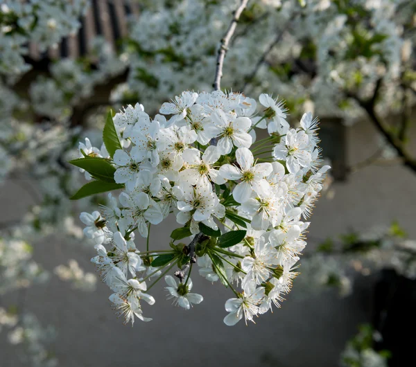 Blossoming tree brunch with white flowers. — Stock Photo, Image