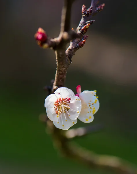 Blooming tree with pink flowers — Stock Photo, Image